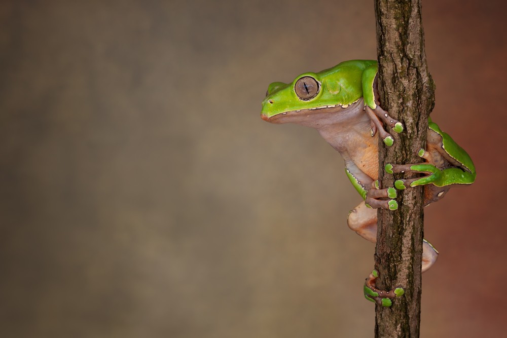 Photo: Giant waxy monkey tree frog (Phyllomedusa bicolor). Via: Peter Reijners | Shutterstock.