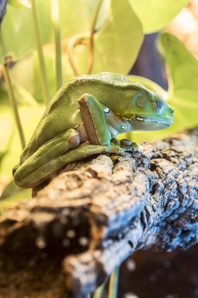 Via: BrunoGarridoMacias | Shutterstock